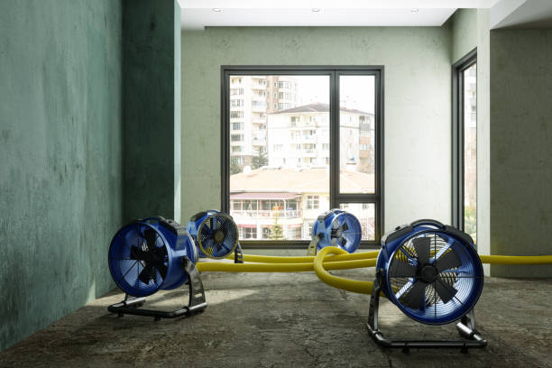 Best Mold removal after water damage  in Lakes Of The Four Seasons, IN